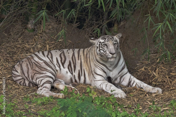 Obraz The  white tigress Ragini 