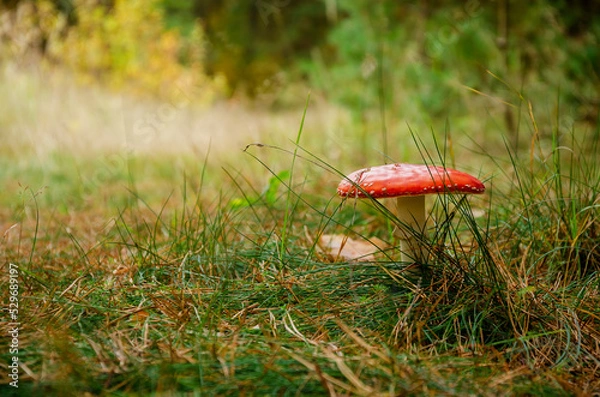 Obraz Amanita mushroom forest grass moss autumn red mushroom poisonous mushroom