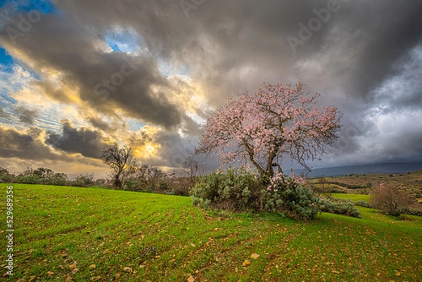 Obraz albero in fiore