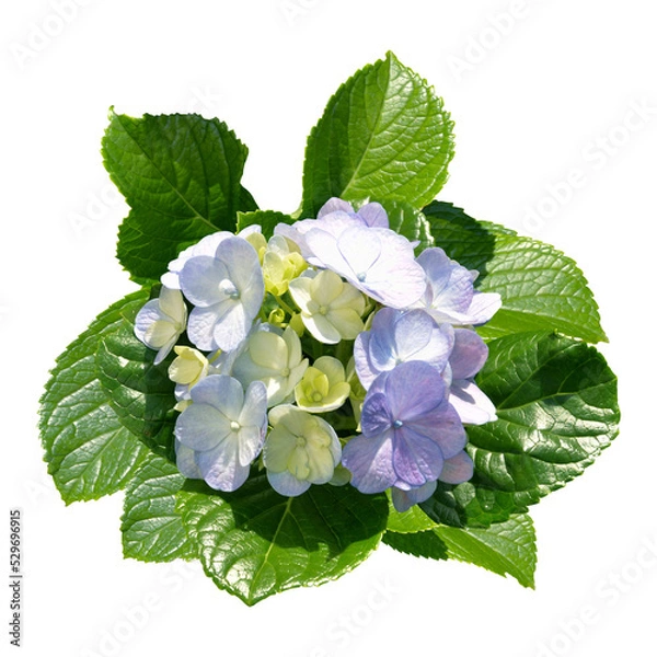 Obraz Hydrangea Flower Arrangement
