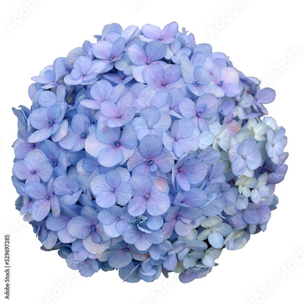Obraz Blue Hydrangea Flower Bouquet