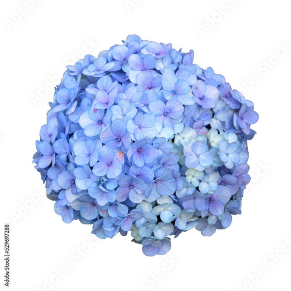 Obraz hydrangea flower bouquet