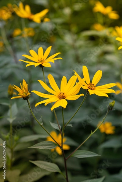 Fototapeta Against the background of dense green foliage in August, bright yellow flowers of Jerusalem artichoke bloom close-up macro