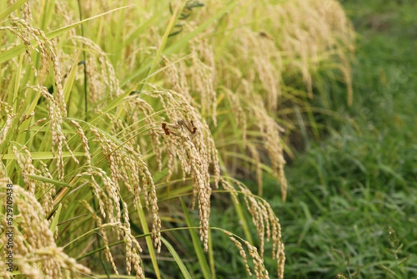 Obraz 新米,たわわに実り垂れ下がる稲穂