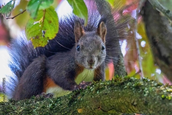 Obraz Eichhörnchen - Squirrel 