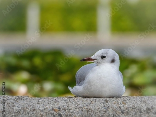 Obraz Gemütliche Möwe