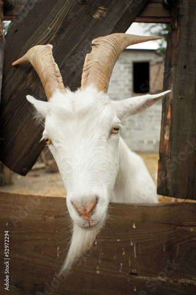 Obraz funny goat looking to  camera