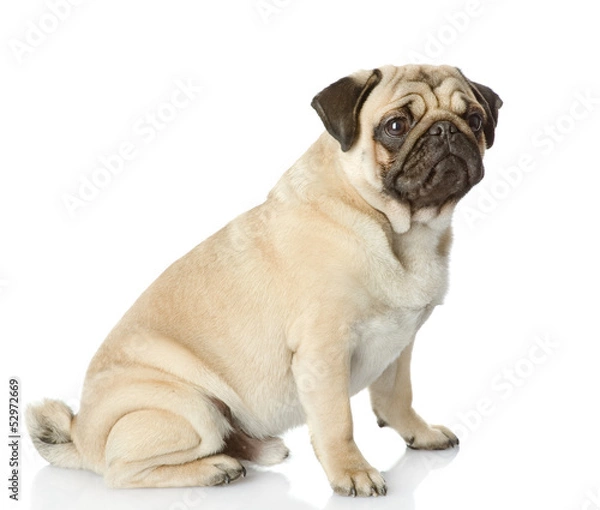 Fototapeta pug puppy sitting in profile. isolated on white background
