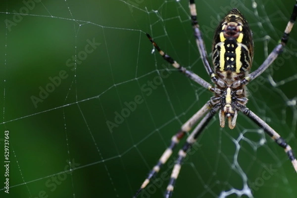 Fototapeta ジョロウグモの腹部