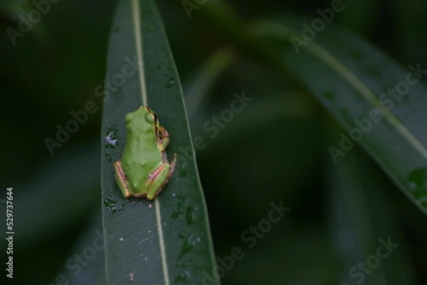 Obraz 葉っぱに乗ったアマガエル　後ろボケ構図