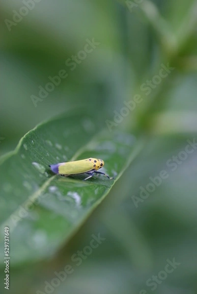 Fototapeta ツマグロオオヨコバイ　バナナ虫