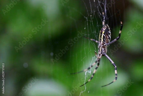 Obraz 庭で見つけたジョロウグモ
