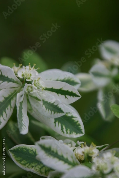 Obraz 初雪草，白妙菊，半夏生