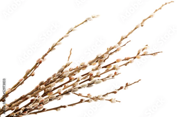 Fototapeta Delicate flowering willow branches isolated on white background.