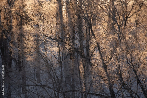 Obraz 朝日に照らされる木