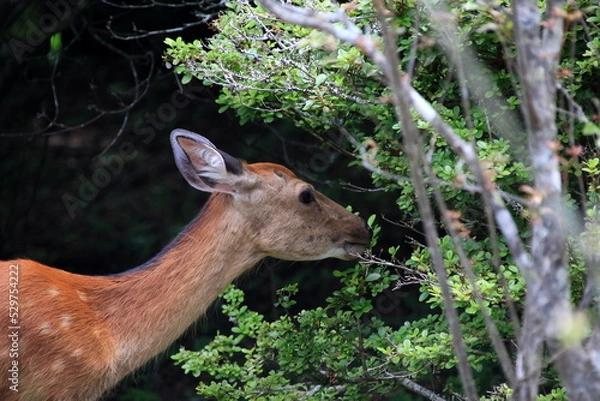 Fototapeta ホンシュウジカ