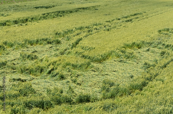 Obraz downed wheat