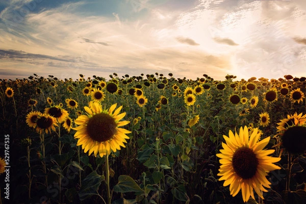Obraz A field with flowering sunflowers.