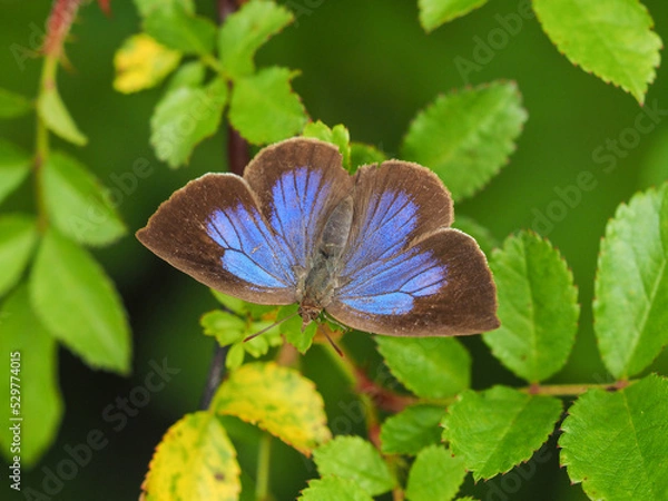 Obraz ムラサキシジミ