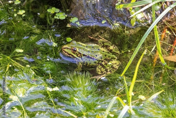 Obraz Frosch im Wasser
