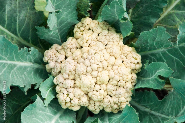 Fototapeta large cauliflower in the vegetable garden close up. the concept of a good harvest of cabbage.