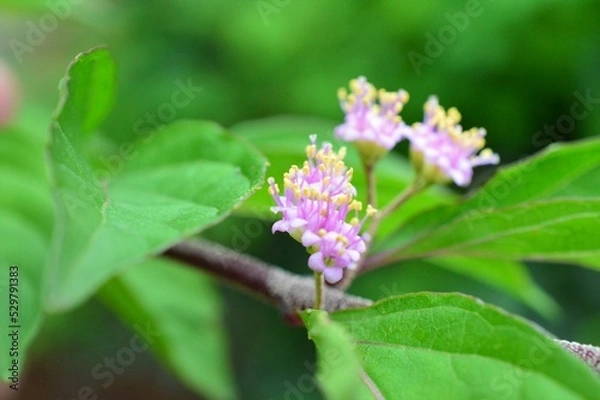 Fototapeta 小紫(コムラサキ)の花