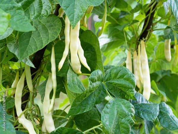 Fototapeta Ripe pods of kidney bean growing on farm. Bush with bunch of pods of haricot plant (Phaseolus vulgaris) ripening in homemade garden. Organic farming, healthy food, BIO viands, back to nature concept.