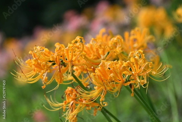 Fototapeta カラフルな彼岸花
