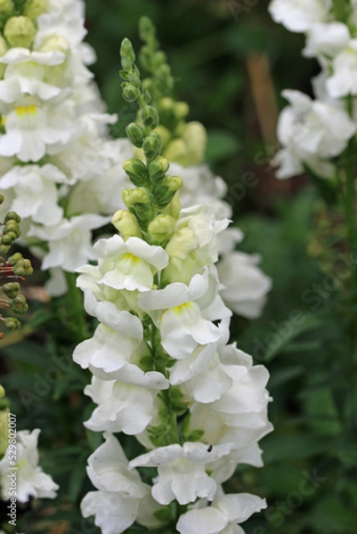 Fototapeta Flowering spikes of white snapdragon flowers
