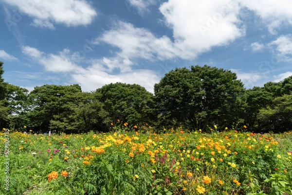 Fototapeta ハーブガーデン