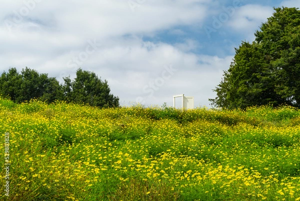 Fototapeta コスモス畑