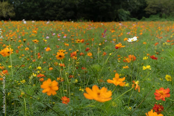 Fototapeta コスモス畑