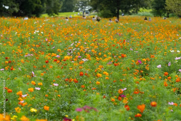 Fototapeta コスモス畑