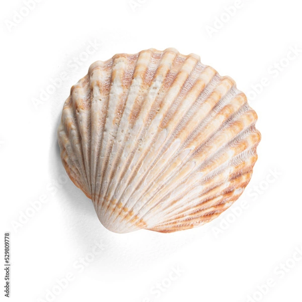 Obraz  Orange sea shell with a semitransparent shadow