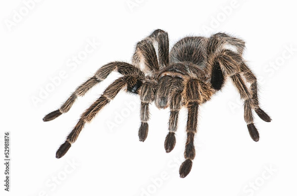 Obraz Tarantula