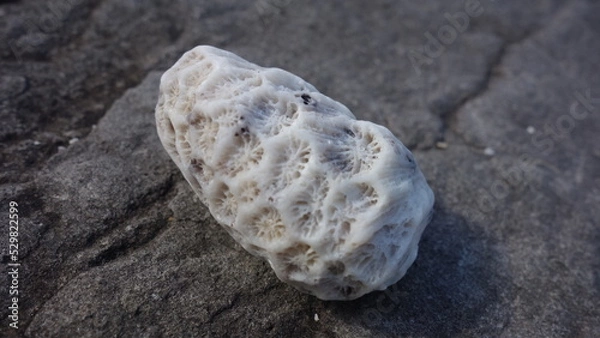 Obraz Fossile de corail blanc