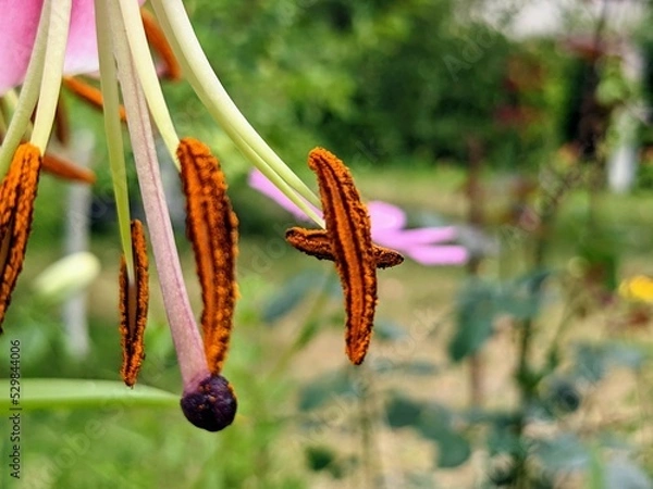 Fototapeta Close-up of hanging lily pistil and stamen on a blurry colorful background 