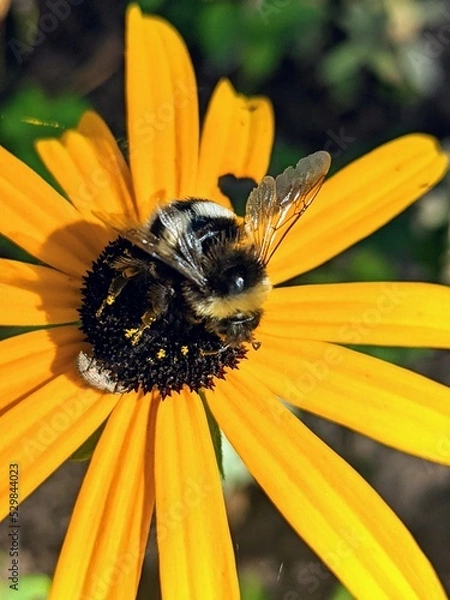 Fototapeta Close-up of lonely Bumblebee searching for some food on a beautiful Rudbeckia on a sunny day
