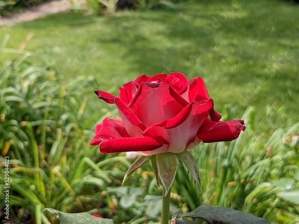 Fototapeta Beautiful red rose on a green background on a sunny day