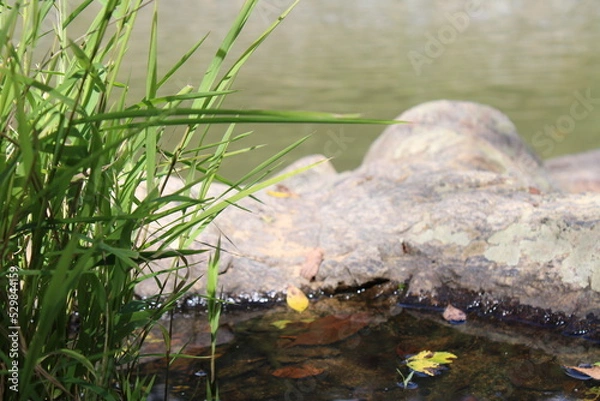 Obraz river in the forest
