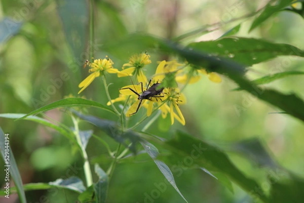 Obraz Insect on Yellow Flower