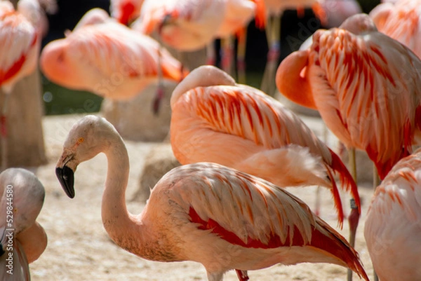 Obraz Flamingos