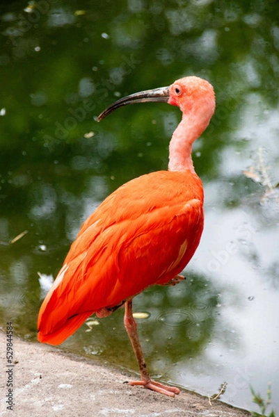 Obraz Roter Ibis