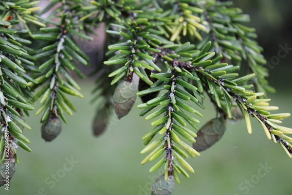 Obraz branches of a pine