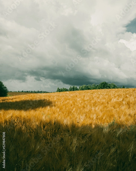 Fototapeta Thunderclouds behind a windy field