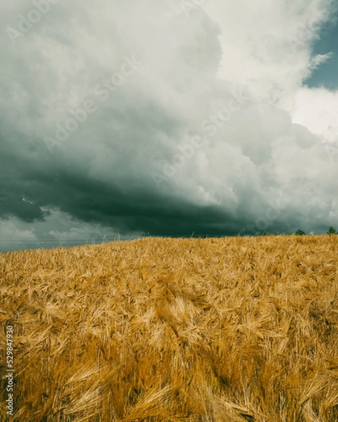 Fototapeta Thunderclouds behind a windy field