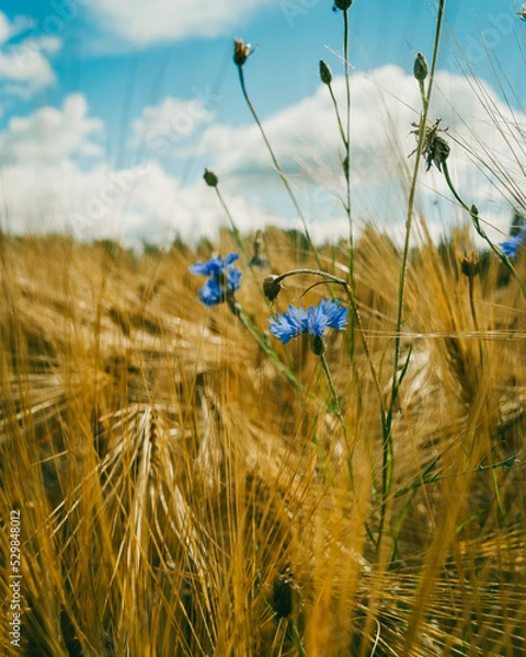 Obraz Cornflowers on a field