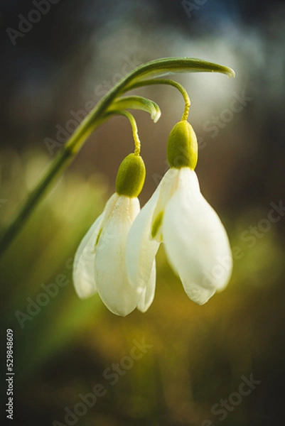 Obraz Snowdrop flowers in spring sun