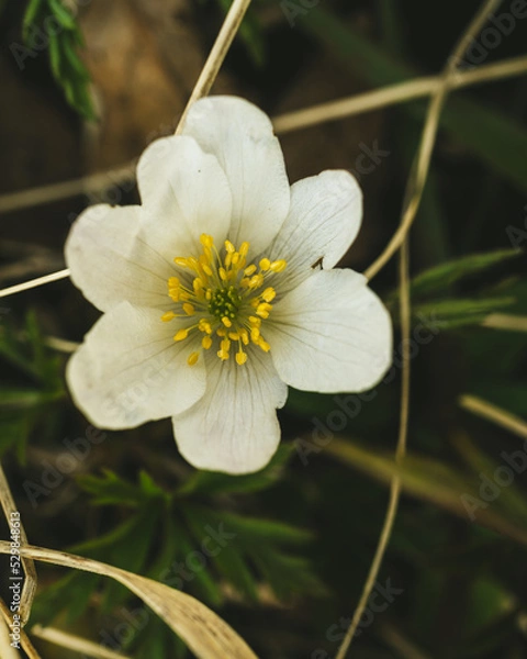 Obraz A slightly damaged white wildflower 