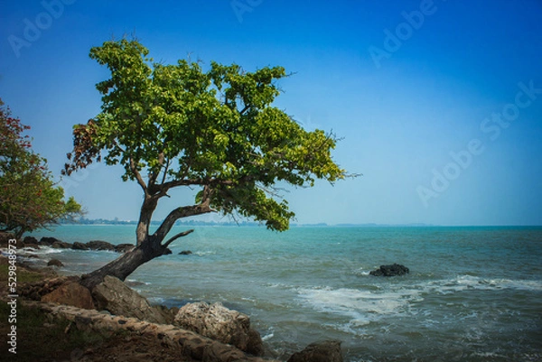 Fototapeta Stand alone tree on rock beside blue sea with clear blue sky
